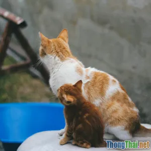 Mèo nào hợp với gia đình có trẻ nhỏ nhất