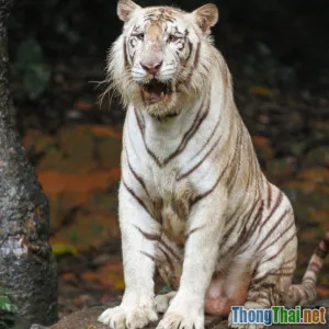 Nuôi thú cưng lạ có giúp làm giảm nạn săn bắt động vật hiếm không