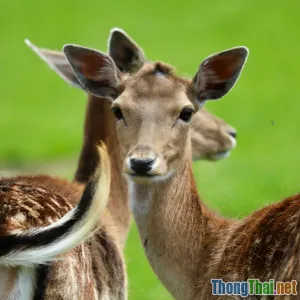 Nuôi thú quý hiếm làm cảnh có hợp pháp hay không