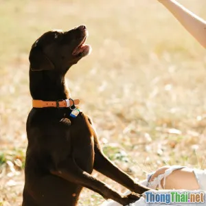 Phân tích: Chó Labrador liệu có thật sự dễ nuôi