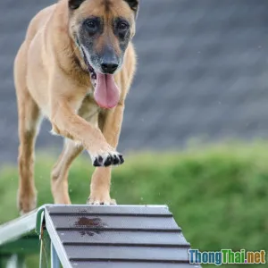 Phân tích xu hướng thể thao thú cưng lên ngôi ở đô thị hiện đại