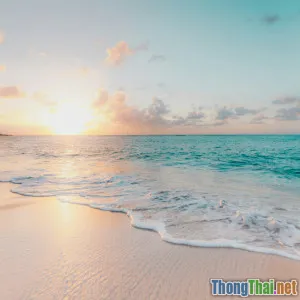 Rác thải nhựa tác động thế nào tới loài rùa biển Việt Nam