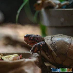 Rùa cưng ăn gì để phát triển khỏe mạnh Ở Việt Nam có phù hợp không