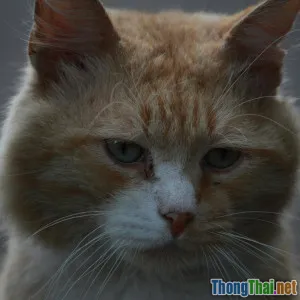 So sánh hành vi mèo nhà và mèo hoang Bất ngờ từ bản năng sinh tồn