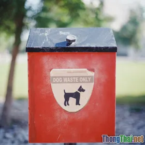 So sánh hiệu quả các loại hộp vệ sinh cho mèo về môi trường và sức khỏe thú cưng