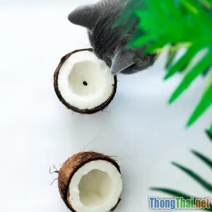 So sánh lợi ích thức ăn khô và thức ăn tươi đối với sức khỏe chó mèo