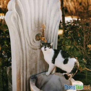 So sánh máy lọc nước tự động cho mèo phổ biến