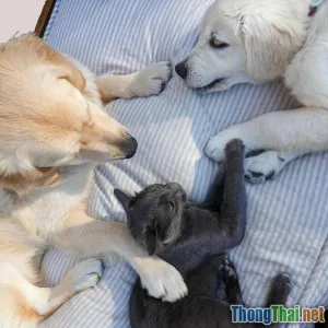 So sánh mèo cưng và chó cưng: Ai là bạn đồng hành tốt hơn?