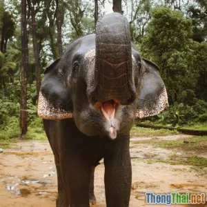 So sánh phim thiên nhiên Châu Âu và Châu Á góc nhìn mới lạ