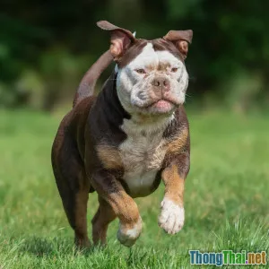 So sánh thú cưng lười vận động và năng động