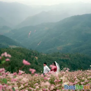 So sánh trải nghiệm Sapa và Hà Giang Nơi nào lý tưởng săn hoa tam giác mạch