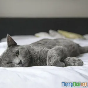 Tái chế đồ cũ thành nội thất cho thú cưng cực dễ