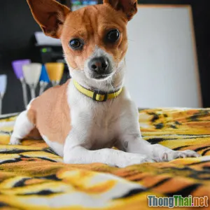 Tại sao Chihuahua lại là lựa chọn hàng đầu cho căn hộ chung cư