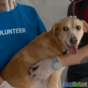 Tại sao dịch vụ chăm sóc sức khỏe thú cưng ngày càng được ưa chuộng?