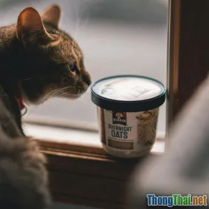 Tại sao mèo lại kén ăn và cách khắc phục