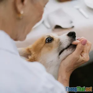 Tại sao thú cưng già lại cần chế độ ăn khác và nên thay đổi gì