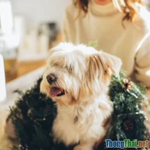 Tạo không gian an toàn cho thú cưng trong mùa lễ hội