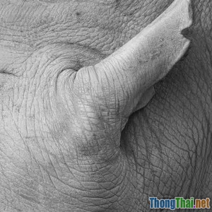 Thành công và thất bại trong nỗ lực bảo tồn tê giác tại châu Phi