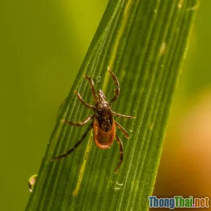 Thú cưng có thể là nguồn lây bệnh cho con người không?