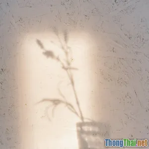 Thực hành thiền tại nhà đơn giản mỗi ngày