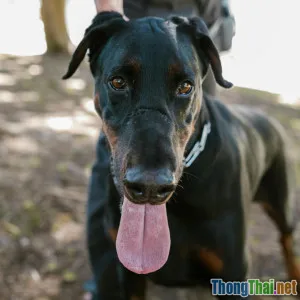 Thực Hư Chó Husky Làm Pet Gia Đình Có Đúng Không