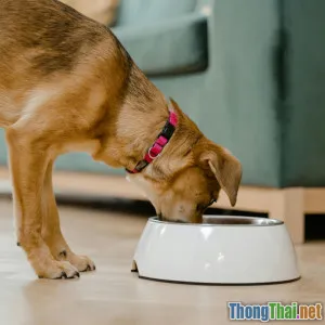 Chó mèo nên ăn gì khi bị dị ứng thức ăn