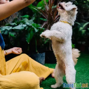 Tiết lộ bí quyết dạy chó Poodle biết nghe lời chỉ trong 2 tuần