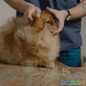 Top 5 dịch vụ chăm sóc sức khỏe thú cưng đáng tin hiện nay