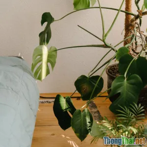 Top 5 loại cây lọc không khí tốt cho phòng ngủ