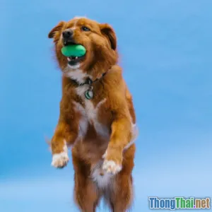 Top 5 mẫu đồ chơi vận động thông minh cho thú cưng năm 2024