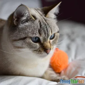 Top 5 phụ kiện mèo tự làm siêu tiết kiệm