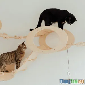 Top 5 trò chơi giảm stress cho mèo nhà bạn