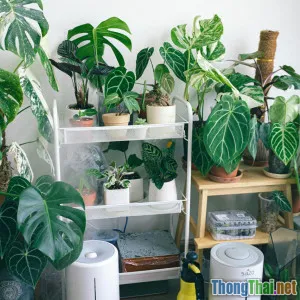 Top 7 loại cây lọc không khí nên trồng trong nhà