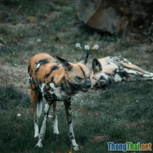 Top 7 loài động vật đang trên bờ tuyệt chủng bạn có thể chưa biết