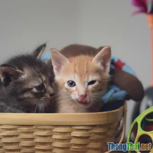 Top 7 món đồ chơi trí tuệ giúp thú cưng ở nhà cả ngày không chán