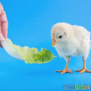 Top loại thức ăn cho chim cảnh đang được ưa chuộng nhất hiện nay