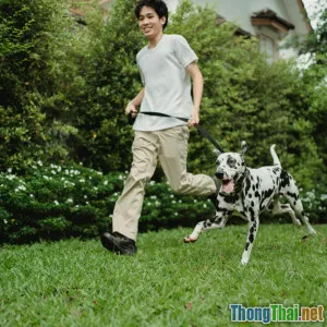 Trend nuôi Bulldog trong giới trẻ Việt – Cơ hội và rủi ro tiềm ẩn