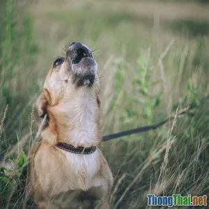 Vì sao chó cưng sủa dai khi ở nhà một mình