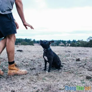 Vì sao chó nhớ lệnh rất nhanh nhưng mèo lại lười hợp tác