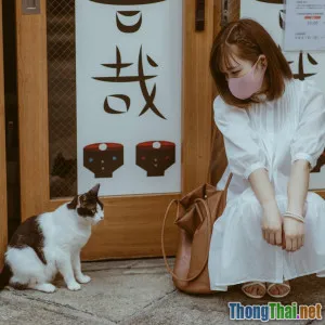 Vì sao mèo Tai Cụp Nhật Bản ngày càng được săn đón tại Việt Nam