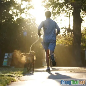 Vì sao nhiều chú chó lười vận động Mối nguy tiềm ẩn cho sức khỏe