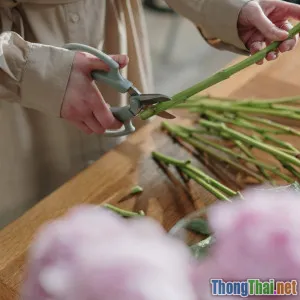 Top 5 cây trồng trong nhà dễ chăm sóc cho người mới bắt đầu