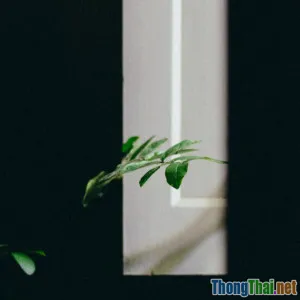 Xu hướng nội thất xanh cho không gian sống bền vững