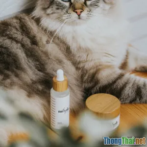 Xu hướng spa lông cho thú cưng Tự làm tại nhà hay nên ra tiệm