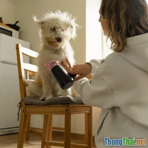 Xưởng thú cưng tại nhà Có dễ không